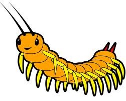 Centipede