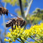 bees on flowers