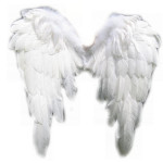 angel wings