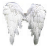 angel wings