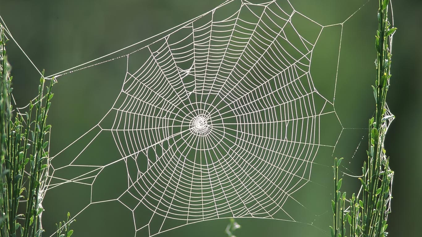 Spiderweb