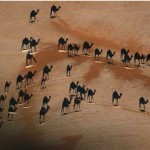 shadow camels